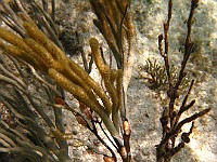 IMG 1473  Several flamingo tongues on a soft coral