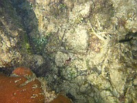 IMG 1477  A lobster hiding in the reef near the Queen's Monument