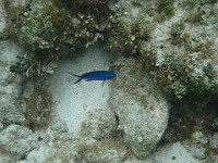 IMG 1586  A blue chromis