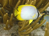 IMG 1592  A spotfin butterfly fish