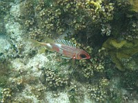 IMG 1615  A squirrelfish