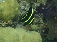 IMG 1647  Juvenile French Angelfish