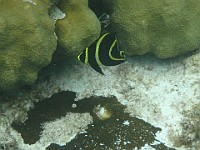 IMG 1653  Juvenile French Angelfish