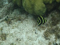 IMG 1657  Juvenile French Angelfish