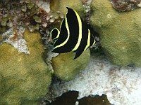 IMG 1670  Juvenile French Angelfish