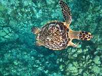 IMG 1860  A Green Sea Turtle