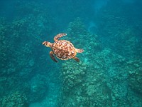 IMG 1861  A Green Sea Turtle