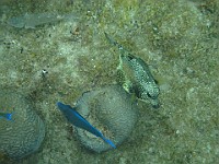 IMG 1889  A smooth trunkfish (right)