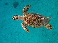 IMG 1895  A Green Sea Turtle