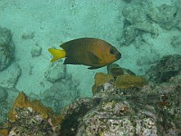 IMG 1926  A yellowtail damselfish