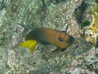 IMG 1929  A yellowtail damselfish