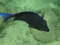 IMG 1982  A Blue Tang