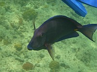 IMG 1995  A Blue Tang next to Teagan's fins