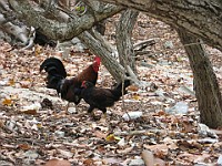 IMG 3408  Chickens at Smith's Cove