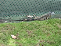 IMG 3526  Linda spotted a Green Iguana across the street from the condo