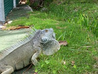 IMG 3537  Linda spotted a Green Iguana across the street from the condo