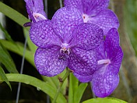 DSC 1854 : flowers