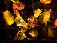 DSC 1884  Dale Chahuly - Macchia Forest : flowers, glass, museum