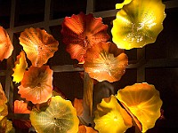 DSC 1885  Dale Chahuly - Macchia Forest : flowers, glass, museum