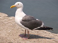 DSC 1997  A Western Gull on Angel Island : flowers
