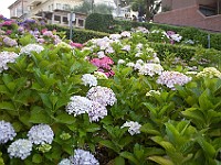 DSC 2082  Flowers on Lombard Street : flowers, street