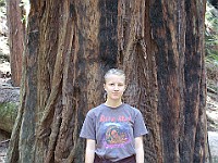 DSC 2204  Teagan in front of a coastal redwood in Muir Woods : flowers