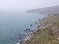 DSC 2245  The foggy Pacific Coast in Marin County : flowers