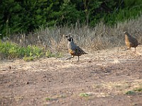 DSC 2303  California Quail : flowers