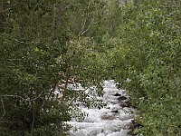 DSC 2453  Lee Vining Creek : flowers