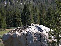 DSC 2576  Marmot on rock : flowers