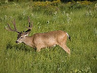 DSC 2818  Mule Deer in a meadow : flowers