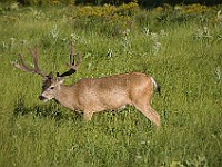 DSC 2819  Mule Deer in a meadow : flowers