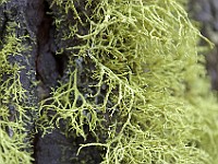 DSC 2905  Staghorn Lichen on a tree on the Panoramic Trail : flowers