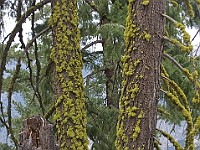 DSC 2906  Staghorn Lichen on a tree on the Panoramic Trail : flowers