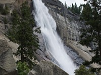 DSC 2948  Nevada Falls : flowers