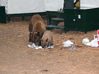 DSC 3047  Bears checking out our neighbors' cooler : flowers