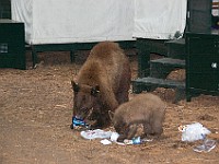 DSC 3048  Bears checking out our neighbors' food : flowers