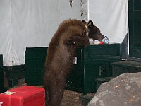 DSC 3049  A bear checking out the neighbor's bear locker : flowers