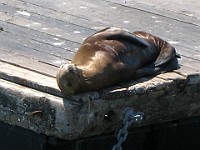IMG 2024  Sea Lion at Pier 39's West Marina : flowers