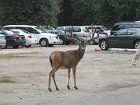 IMG 2382  Mule Deer in the Curry Village parking lot : flowers