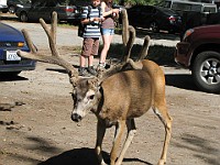 IMG 2424  Mule Deer in the Curry Village parking lot : flowers