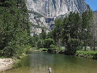 IMG 2443  The Merced River : flowers