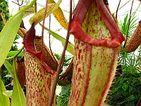 IMG 3800 : flowers