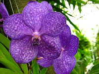IMG 3814 : flowers