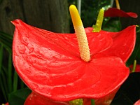 IMG 3827 : flowers
