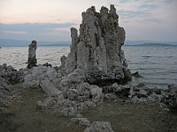 IMG 4587  A tufa on the south shore of Mono Lake : flowers
