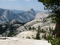 IMG 4912  View of Tuolemne Canyon from Olmstead Point with Half Dome in the background : flowers
