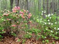 IMG 5393 : flowers