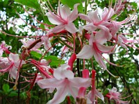 IMG 5410 : flowers