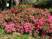 IMG 5420 : flowers